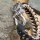 Paracord Armband "FENRIS" mit Wolfskopf aus Edelstahl - Farbe Schwarz Beige 19 cm