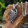 Wolf Halskette „Sköll“ – Nordischer Wolf Anhänger mit Kette